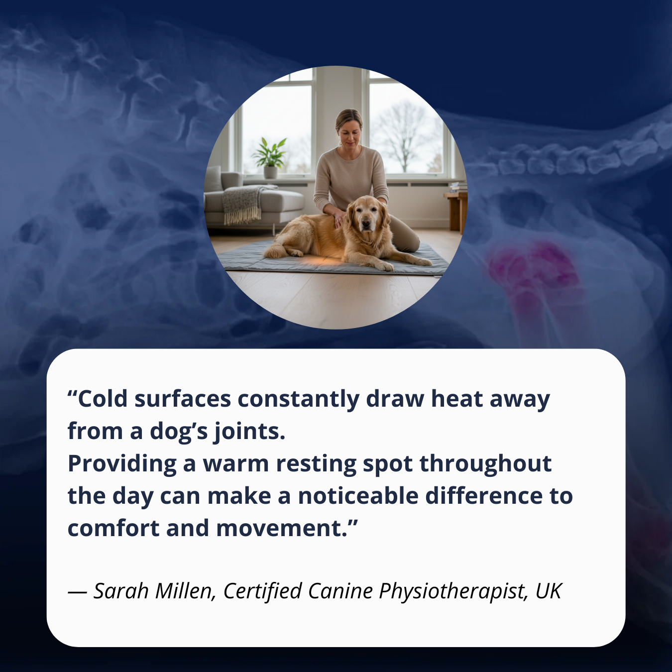 STOP LOSING COMFORT — HELP YOUR DOG SETTLE AGAIN