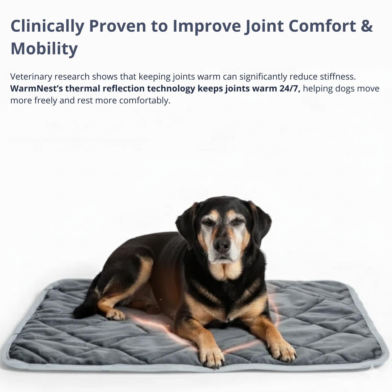 STOP LOSING COMFORT — HELP YOUR DOG SETTLE AGAIN